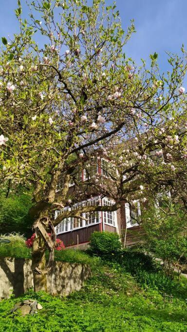 Haus Am Wald Zorge 16+ Gaeste Walkenried Exteriér fotografie