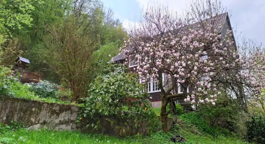Haus Am Wald Zorge 16+ Gaeste Walkenried Exteriér fotografie