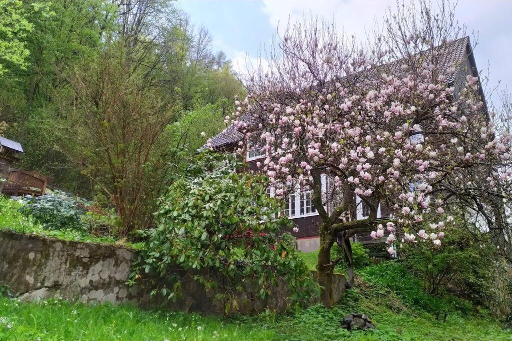 Haus Am Wald Zorge 16+ Gaeste Walkenried Exteriér fotografie