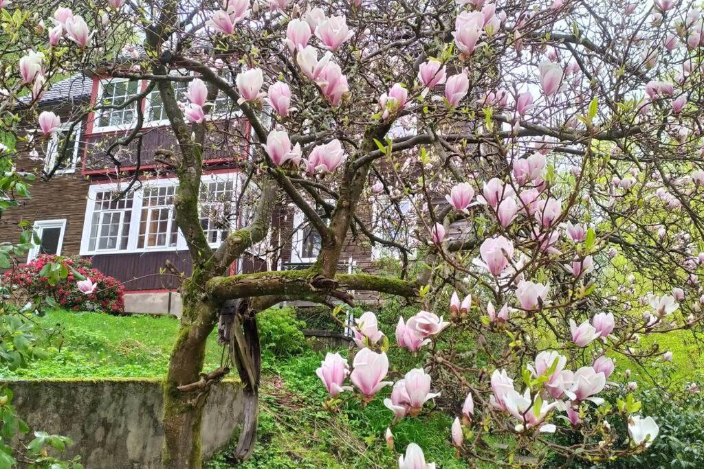 Haus Am Wald Zorge 16+ Gaeste Walkenried Exteriér fotografie